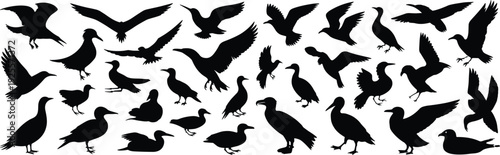 Bird silhouette collection, flying and standing birds set, black avian shapes isolated, wildlife nature design elements, flat vector illustration