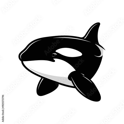 Black and white killer whale orca illustration isolated on a clean white background