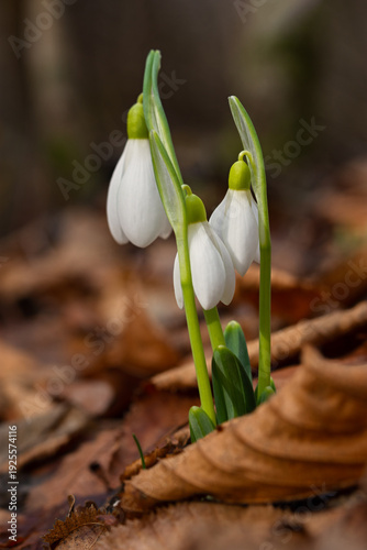 Snowdrops Galanthus nivalis in the forest close-up. Macro photography of snowdrops among fallen leaves in spring. Tender first flowers in bright sunlight. The concept of spring. Soft selective focus.