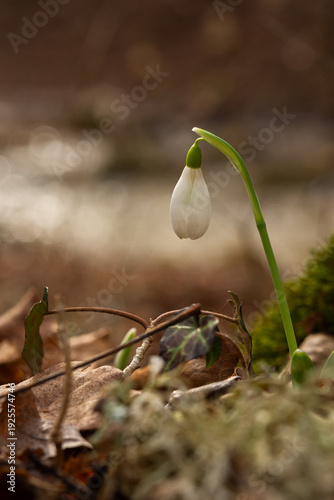 Snowdrops Galanthus nivalis in the forest close-up. Macro photography of snowdrops among fallen leaves in spring. Tender first flowers in bright sunlight. The concept of spring. Soft selective focus.