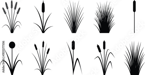 Black grass and cattail silhouettes collection, botanical reed meadow plant set, flat vector illustration isolated on white background