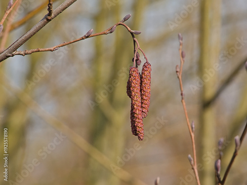 Quadro su tela Brown  Male catkins of a black alder tree - Alnus glutinosa.