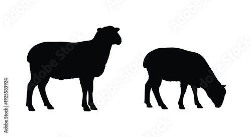 Two sheep grazing in a field a striking black silhouette