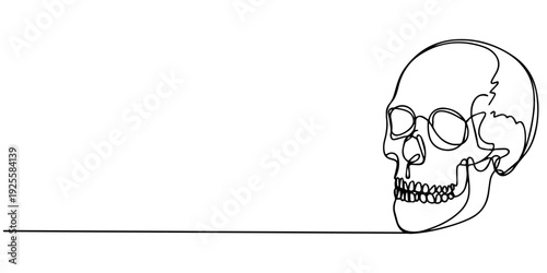 Continuous one line drawing of a human skull in a minimalist artistic style, Continuous one line human anatomical skull, vector illustration, One continuous line illustration of a human skull
