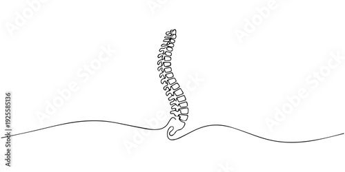 Illustration of human spinal column back view with vertebrae alignment. No editable stroke, spine continuous one line drawing, Continuous one line drawing bones of human hand. Wrist bones in single