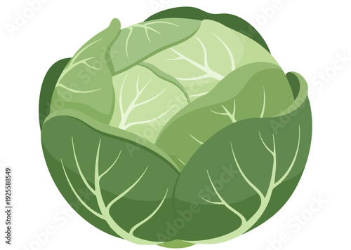 A vibrant green cabbage illustration.