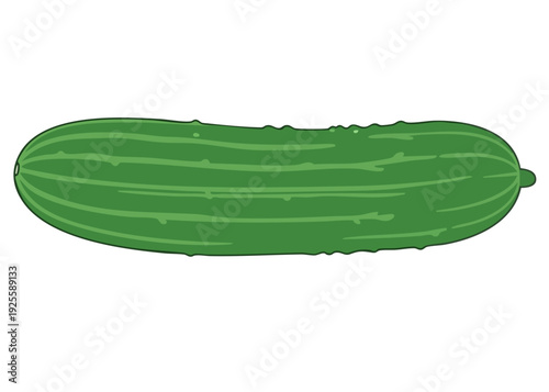 A green cucumber on a white background.