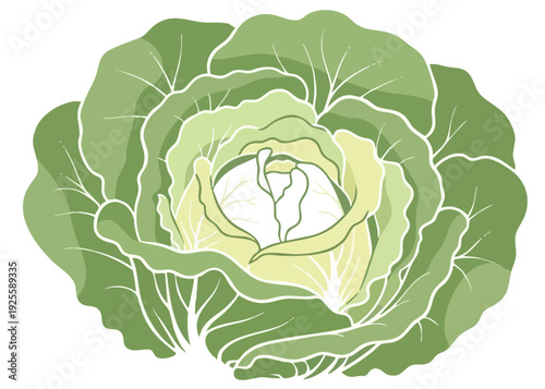 Green cabbage illustration with detailed leaves and white background.