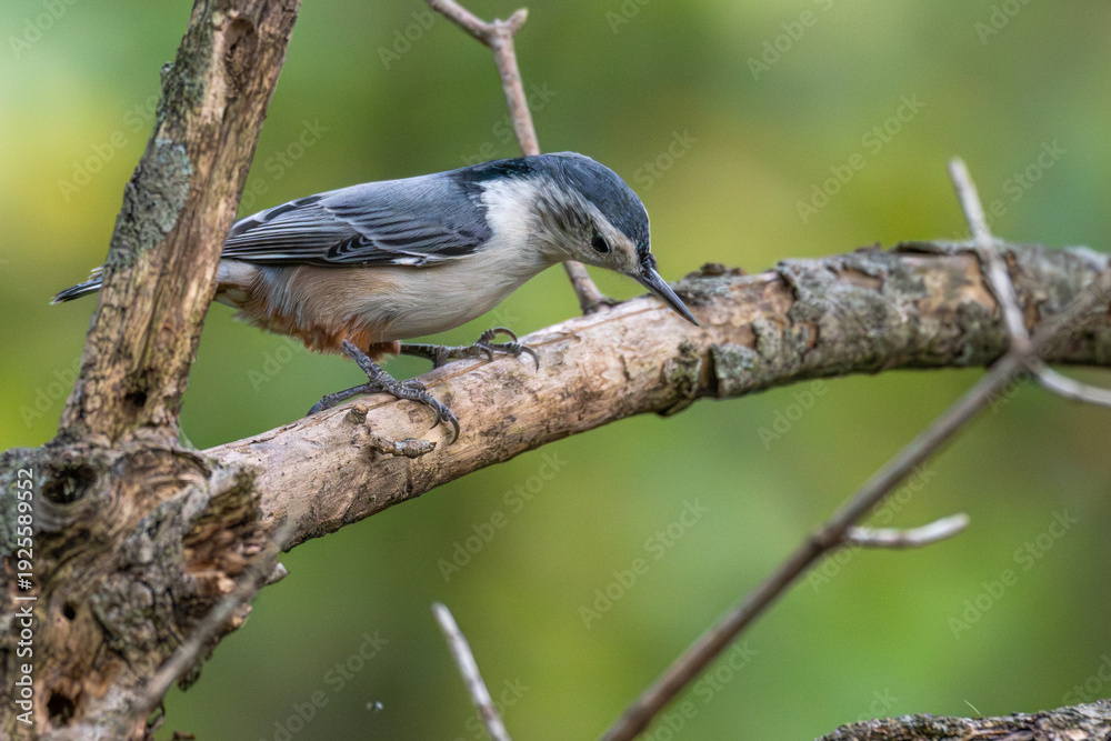 Fototapeta premium White-breasted nuthatch perched on a branch.