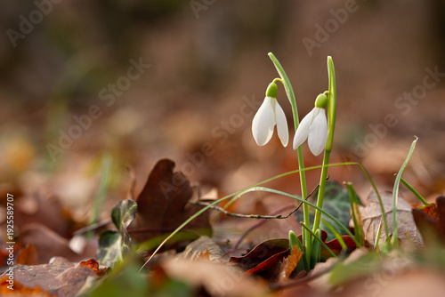 Wallpaper Mural Snowdrops Galanthus nivalis in the forest close-up. Macro photography of snowdrops among fallen leaves in spring. Tender first flowers in bright sunlight. The concept of spring. Soft selective focus. Torontodigital.ca