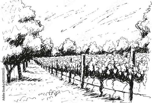 Black and white vineyard landscape sketch with rows of grapevines and trees under cloudy sky