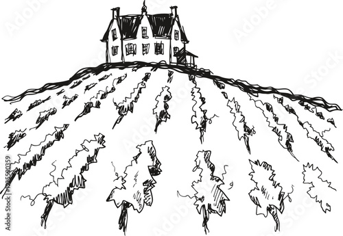 Vineyard landscape with house on hill rows of grapevines in rural farm setting