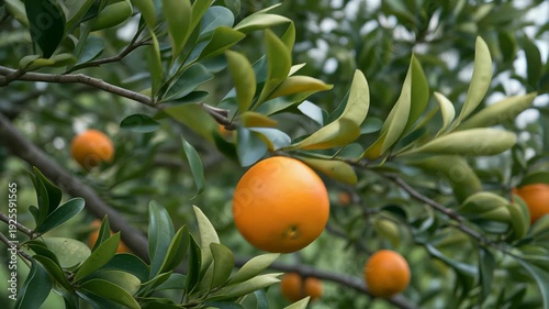 Ripe orange hanging on lush green tree branch, morning sunlight rays, gentle breeze movement, natural orchard ambiance, vibrant colors, shallow depth of field, 8K cinematic footage.