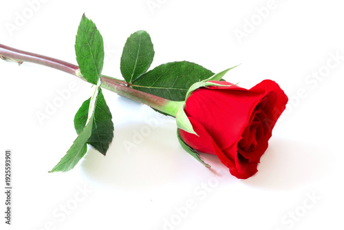 Single red rose with vibrant petals and a green leaf on a white background, e...