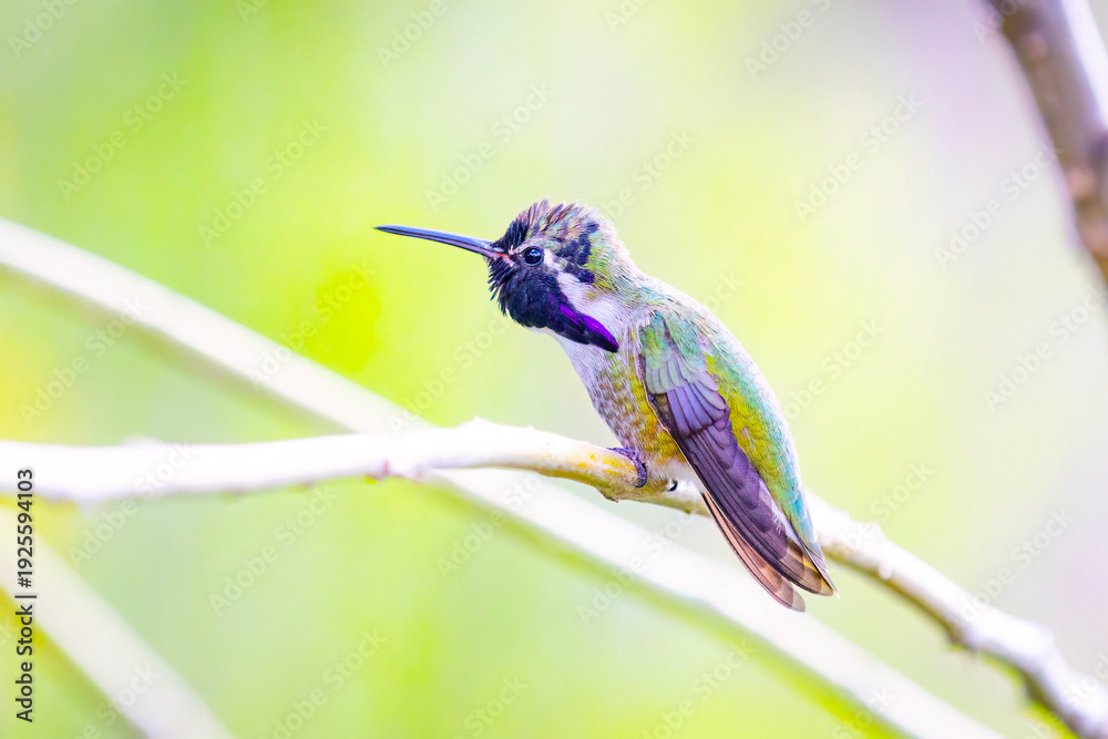 Fototapeta premium Male Costas Hummingbird on Branch Close Up
