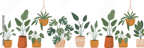 Large Collection Of Potted Indoor House Plants Featuring Monstera Philodendron And Hanging Plants In Terracotta Pots For Interior Design Home Decor Illustration