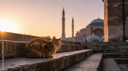 Ginger cat relaxing on stone steps with historic istanbul skyline and mosque minarets at sunrise