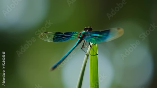 A close-up of a vibrant dragonfly perched on a blade of grass, with iridescent wings