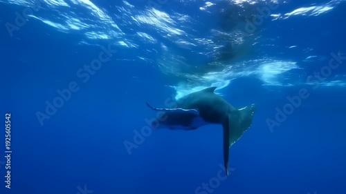 Underwater shot depicts a humpback whale swimming through sapphire blue water. Light breaks surface