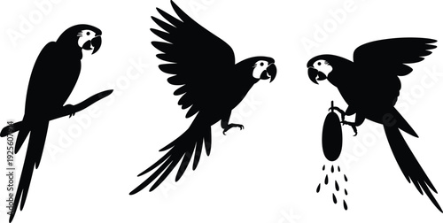 Silhouette of three macaws on a white background Keywords: macaw, parrot, bird, silhouette, flying, sitting, eating, fruit
