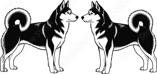 Two black and white husky dogs facing each other on a white background Keywords: husky, dog, canine, animal, pet, black and