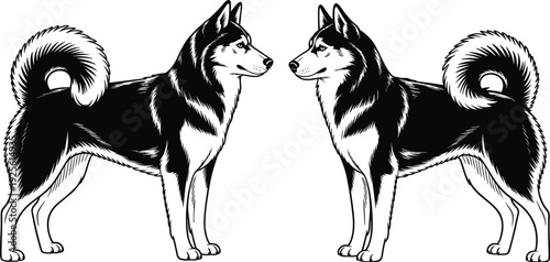 Two Black And White Husky Dogs Facing Each Other On White Background canine animal