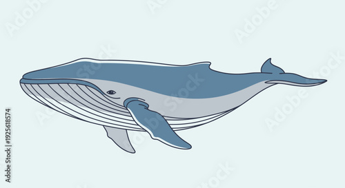 Blue Whale Illustration Side View.