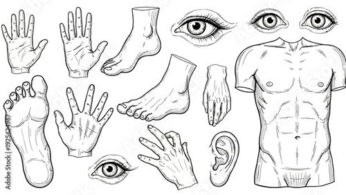 Human Body Parts Detailed Anatomical Illustrations.