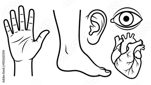 Human Body Parts Illustration Hand Foot Ear.