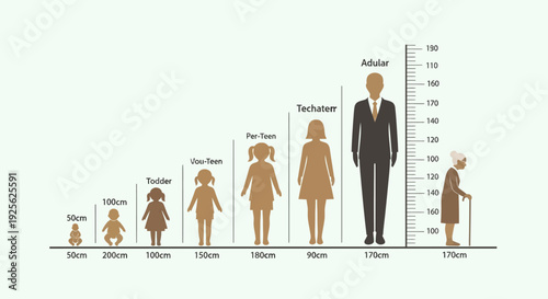 Human Height Comparison Chart Showing Different Ages.