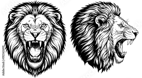Roaring lion heads in a detailed black and white illustration showcasing fierce facial expressions and majestic mane from different angles