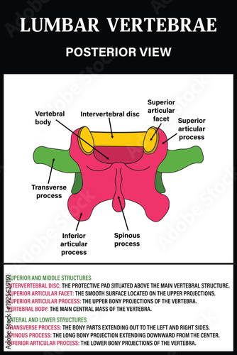 Lumbar vertebrae posterior View Diagram