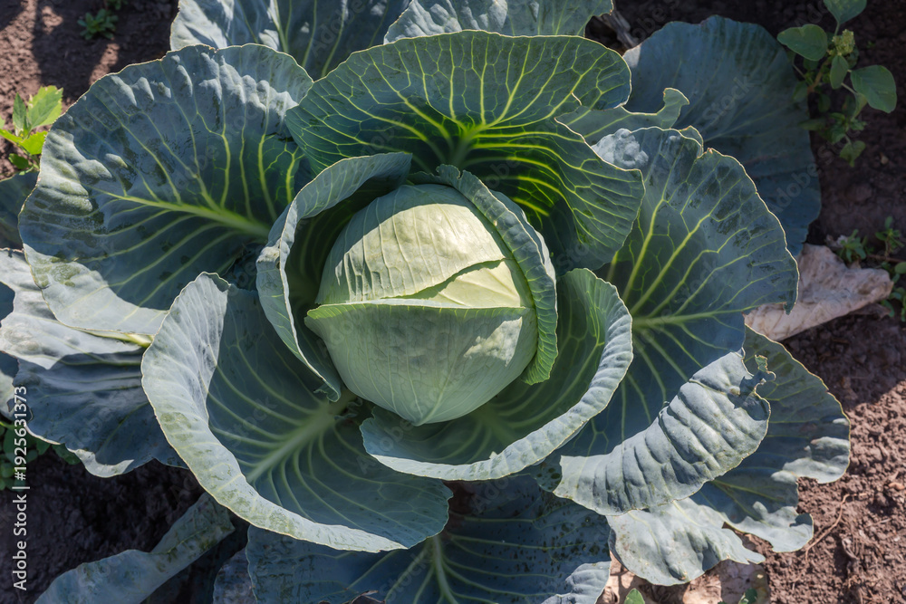 Fototapeta premium White cabbage head on field in sunny day, top view