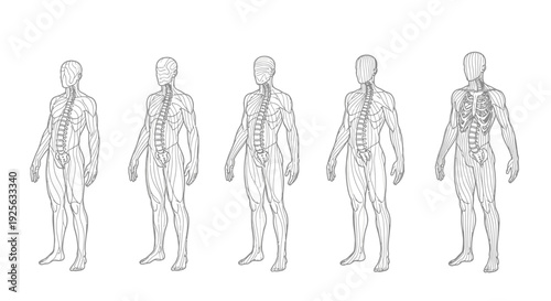 Human Body Anatomy Diagrams Showing Spine.