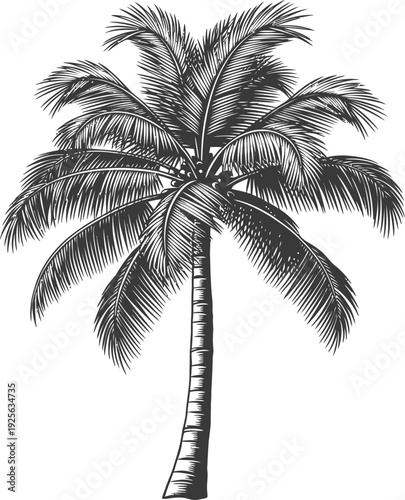 A detailed black and white drawing of a palm tree with a slender trunk and large leaves.