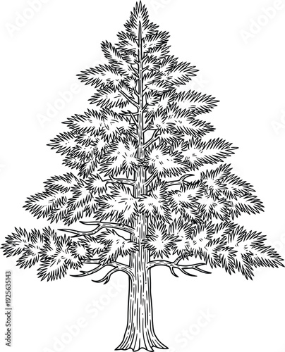 A detailed black and white illustration of a coniferous tree with a thick trunk and dense foliage.