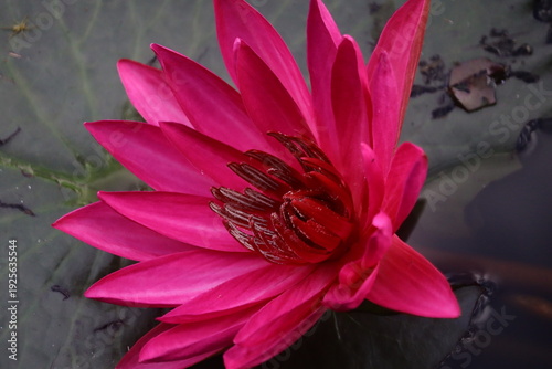 Obraz na plátně pink water lily