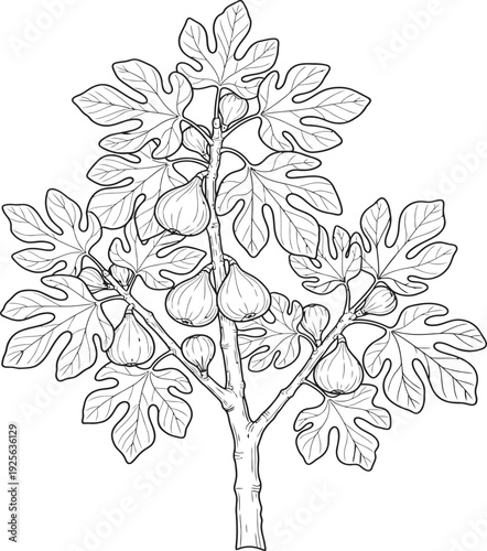 The image is a simple black and white line drawing of a tree, featuring a single trunk with branches that split off into smaller limbs, adorned with leaves and fruit.

