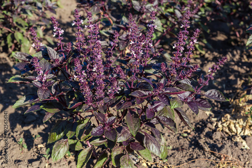 Bush of blooming of the purple basil on a field