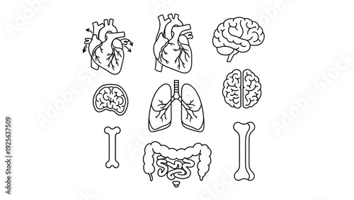 Human Organs and Bones Illustration Set.