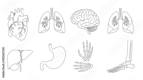 Human Organs and Body Parts Illustrations.