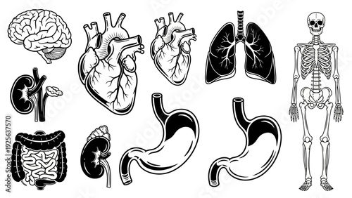 Human Organs and Skeleton Illustration Details.