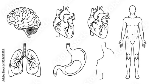 Human Organs Illustration Set with Body Outline.