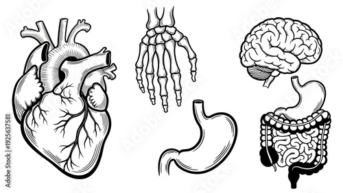 Human Organs Heart Stomach Brain Intestines Anatomy.
