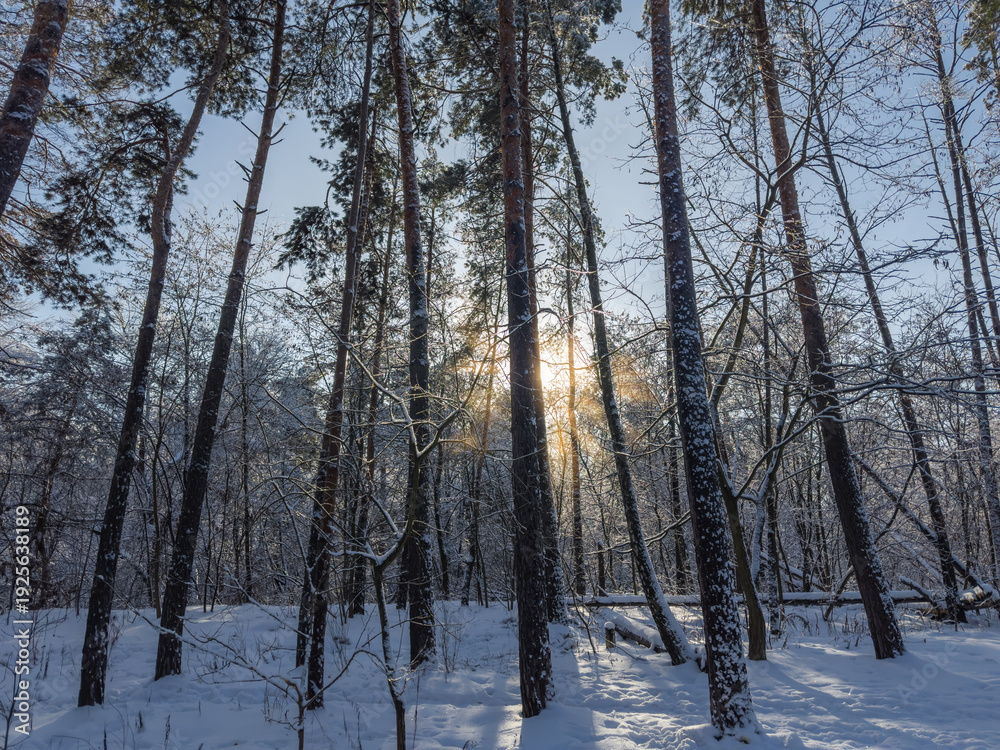 Naklejka premium Section of winter snowy forest with fallen trees in sunny day