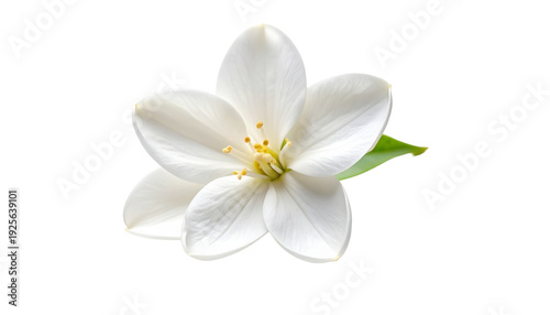 Close-up of a delicate single white flower, possibly jasmine or orange blossom, with yellow stamens and a green leaf. Beautiful botanical element with a transparent background for design projects.