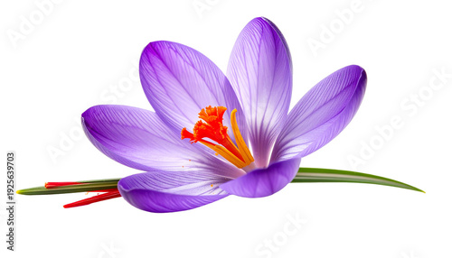 Detailed macro shot of a single beautiful purple crocus sativus, the saffron flower, in full bloom with vibrant orange stamens and green leaf, isolated on a transparent background for easy use.