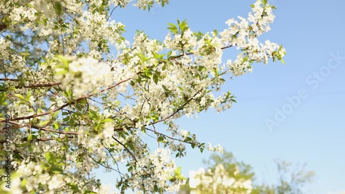 Cherry blossom tree in full bloom against blue sky. White sakura flowers gently moving in the breeze. Springtime, natural floral background, sunny day. Seasonal nature footage. blossoms in orchard.