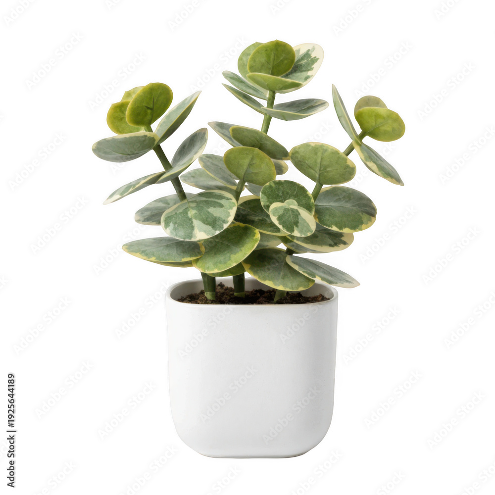 Fototapeta premium Potted plant isolated on transparent background