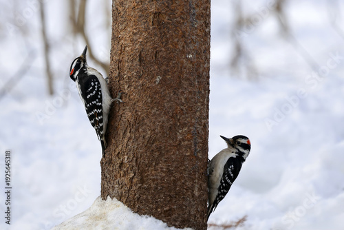 Pic chevelu (Picoides villosus) sur un tronc d'arbre en hiver 	